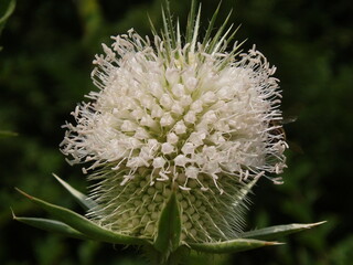 close up of a thistle