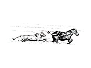 Fototapeta na wymiar Lion hunting a Zebra