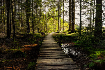 Fototapeta na wymiar Wooden footbridge leading through a swamp in the Black Forest, Germany.
