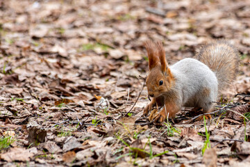 Cautious funny squirel serching for food in the forest