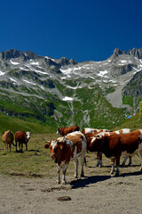 Fototapeta na wymiar pâturage alpin 