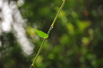 Bamboo leaf with water droplet on it