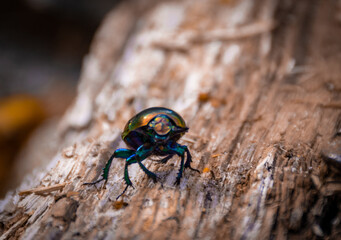 Closeup of a beetle on a tree trunk © Igia Team/Wirestock