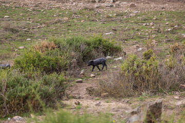 A pig walks near a forest