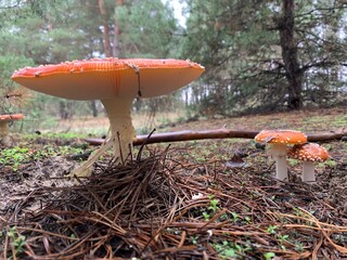 Amanita mushroom