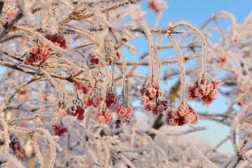 Close up of hoarfrost viburnum branches with red berries on blue sky background