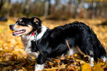 A stray homeless dog puppy in an autumn coloured park. Orange leaves on the ground around the dog. Puppy for adoption.