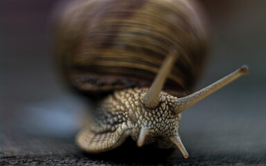snail on a stone