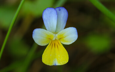 flower with dew