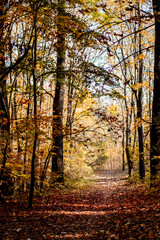 Orange trees in a park. Autumn colours on trees. Orange yellow leaves.