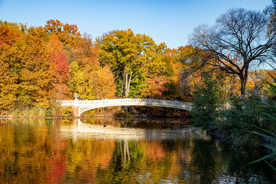 Trees reflect off the Pool in Central Park, New York City