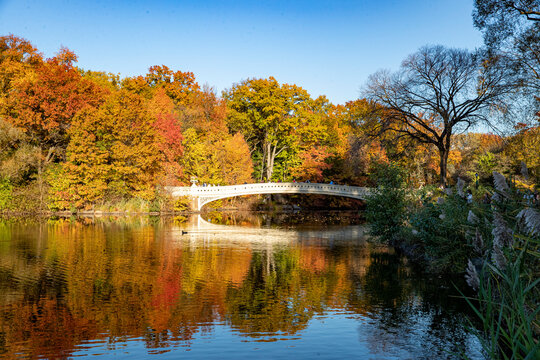Trees reflect off the Pool in Central Park, New York City