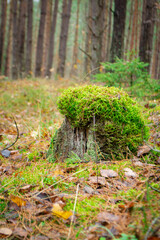 Tree stump with a moss hat on the forest floor