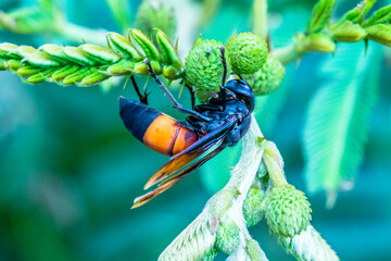 A wasp is any insect of the narrow-waisted suborder Apocrita of the order Hymenoptera which is...