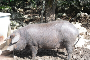 porcino de raza iberica