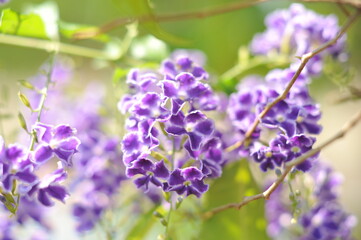 Obraz premium purple flower macro
