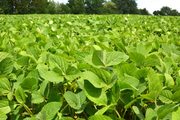 The field grows soy