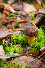 bay bolete Boletus badius or Xerocomus badius, edible mushroom of Belarus