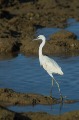 Little egret