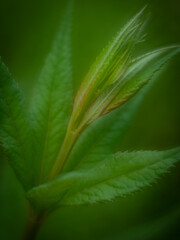 Fototapeta na wymiar leaf macro