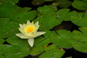 water lily