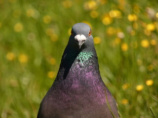 Feral pigeon (Columba livia forma urbana) - portrait of street pigeon on the meadow full of yellow buttercup flowers (Ranunculus acris), Gdansk, Poland