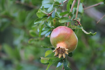 pomegranate fruit on tree