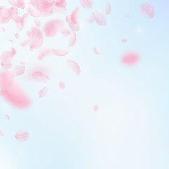 Sakura petals falling down. Romantic pink flowers 