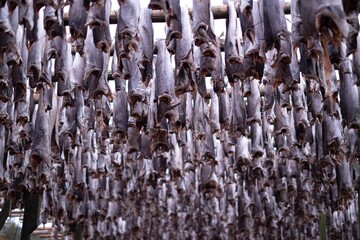 Stockfish drying