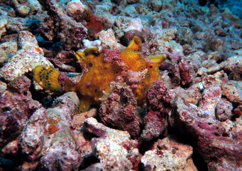 Fototapeta na wymiar A yellow Warty Frogfish on rocks Pescador Island Philippines