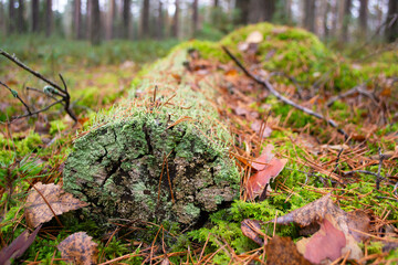 Moss on a dead log tree in wild forest. Moss ecosystem in natural habitat in forest.