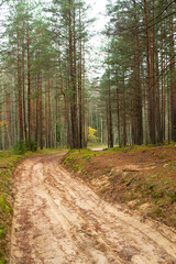 Fototapeta na wymiar Autumn landscape of lonely alley with bare autumn trees and forest road
