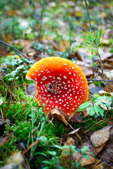 Fly agaric in autumn forest. Poison orange fly agaric mushroom. Fly agaric amanita mushroom