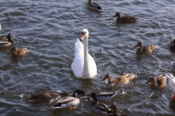 White swan surrounded by ducks on lake surface