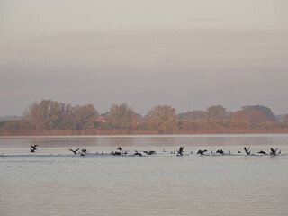 on  large lake there are many cormorants looking for food