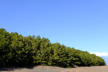 静岡県の三保の松原