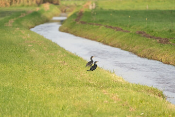 Obraz na płótnie Canvas Cormorant, water bird of the Phalacrocoracidae family, sits in the grass, on the bank of a ditch