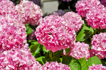 Flowers in Royal Botanical Garden of Madrid, Spain