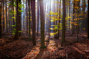 Autumn forest in Brandenburg, Germany