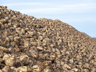  huge big pile of fodder beet lies freshly harvested on a field