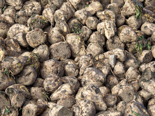 Fototapeta na wymiar huge big pile of fodder beet lies freshly harvested on a field