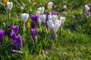 Field of flowering crocus vernus plants, group of bright colorful early spring flowers in bloom