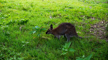 Naklejka na ściany i meble Un petit wallaby dans l'herbe
