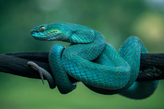 the blue insularis pit viper snake