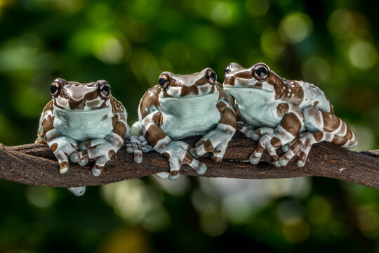 Trachycephalus 이미지 찾아보기 388 스톡 사진, 벡터 및 비디오 Adobe Stock