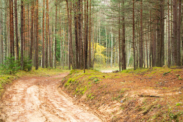Magic cold autumn wild forest road in Belarus.
