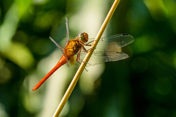 dragonfly in branch