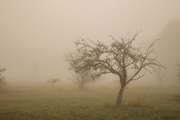 tree in fog