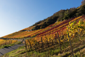 Fototapeta na wymiar Rotweinwanderweg an einem schönen Herbsttag