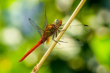 dragonfly in branch
